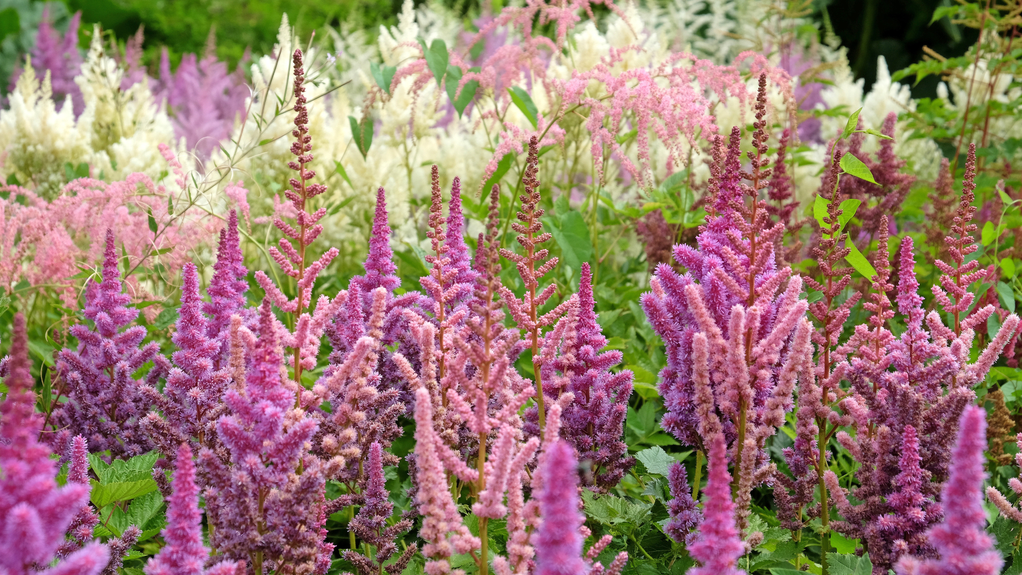 garden full of astilbe