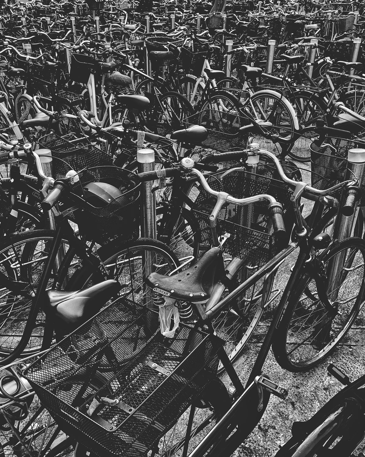 Rows and rows of bicycles in black and white