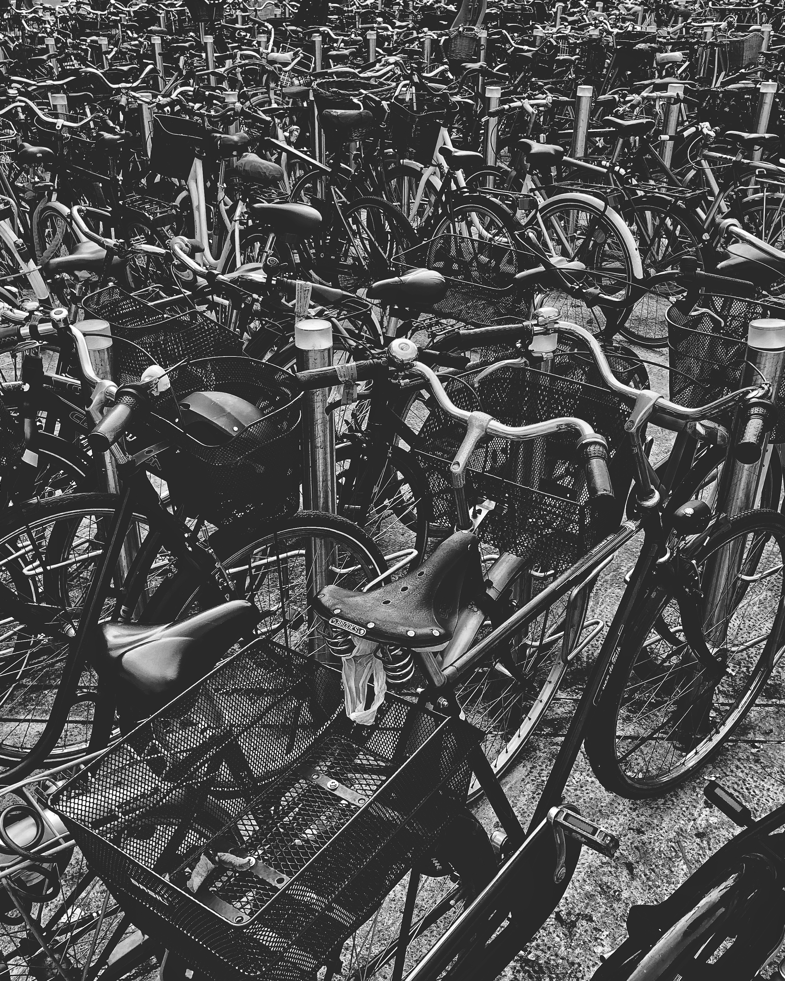 Rows and rows of bicycles in black and white