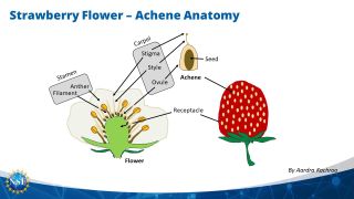 A diagram showing the anatomy of a strawberry