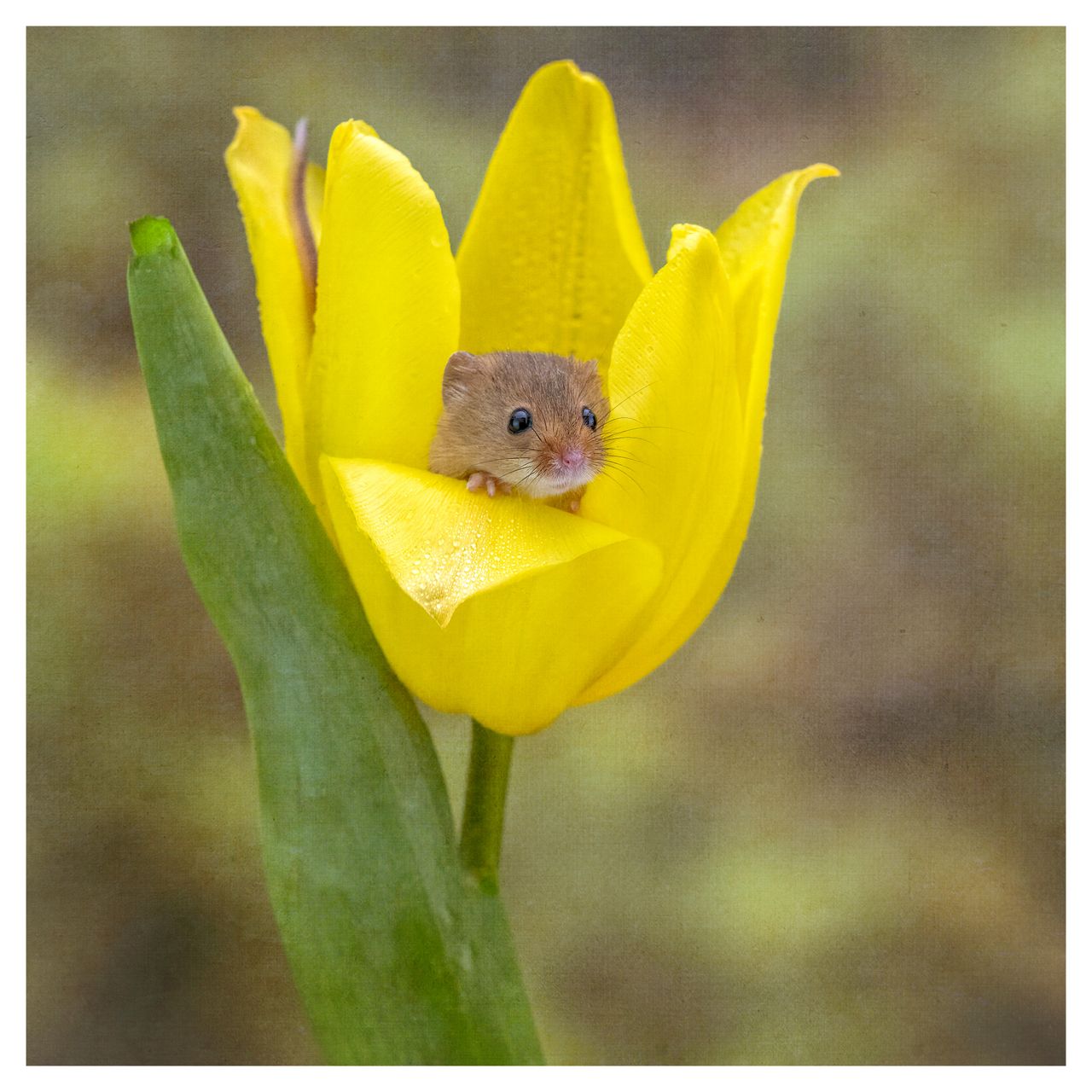 PICTURE OF THE DAY: Harvest mice love pollen – so much so that they&#039;ll climb flower stalks to get it, and once they have will often nod off for a doze with full stomachs.