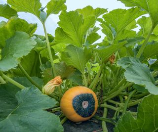 Yellow and green squash growing
