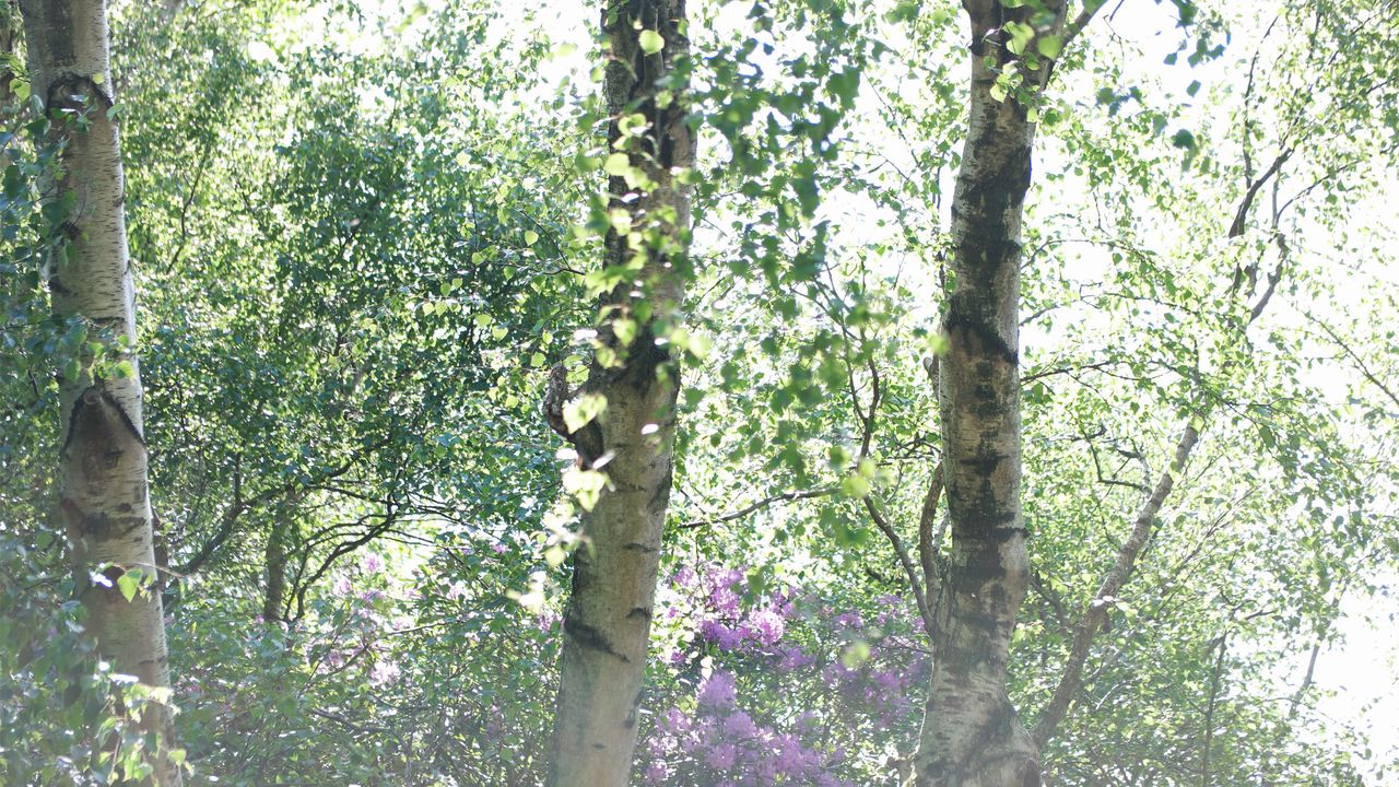 Woodland scenes captured using multiple exposures
