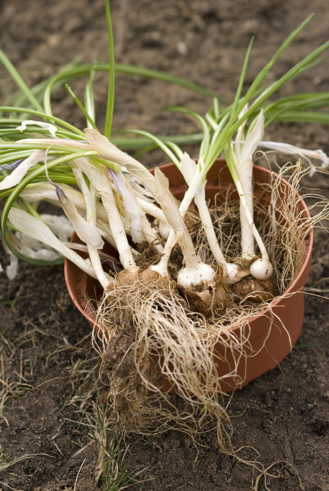 Crocus Bulbs In Container In Garden