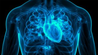 3D Illustration Concept of Human Internal Organs Circulatory System Heart Anatomy