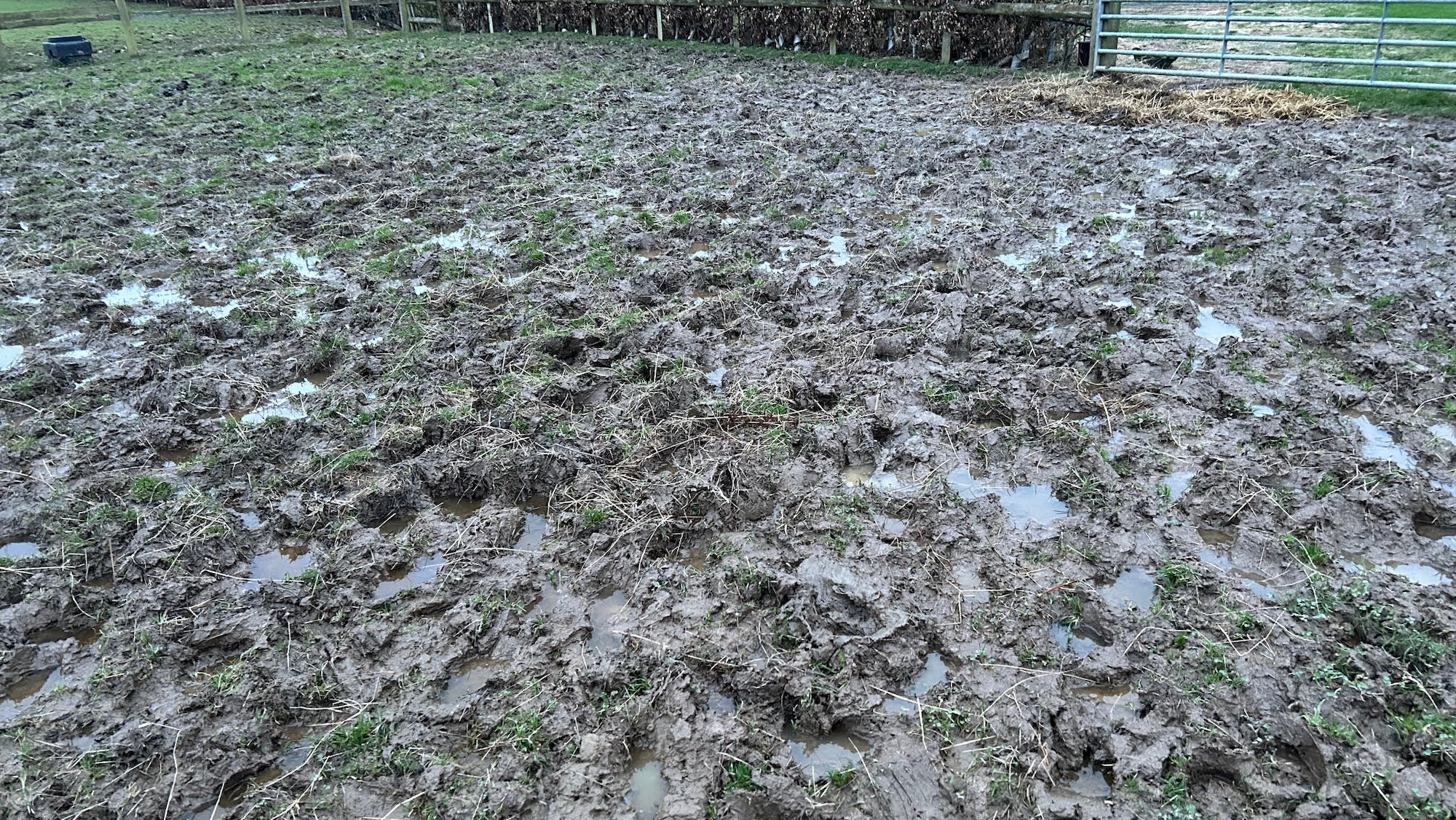 A very muddy horses' gateway in winter