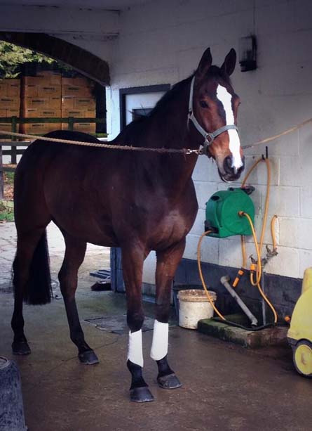 Kauto Star at Windy Hollow Stables
