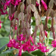 Christmas cactus with purplish leaves