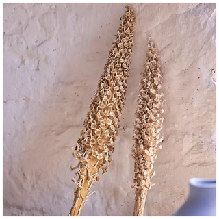 Dried Attalea Stalk from Terrain