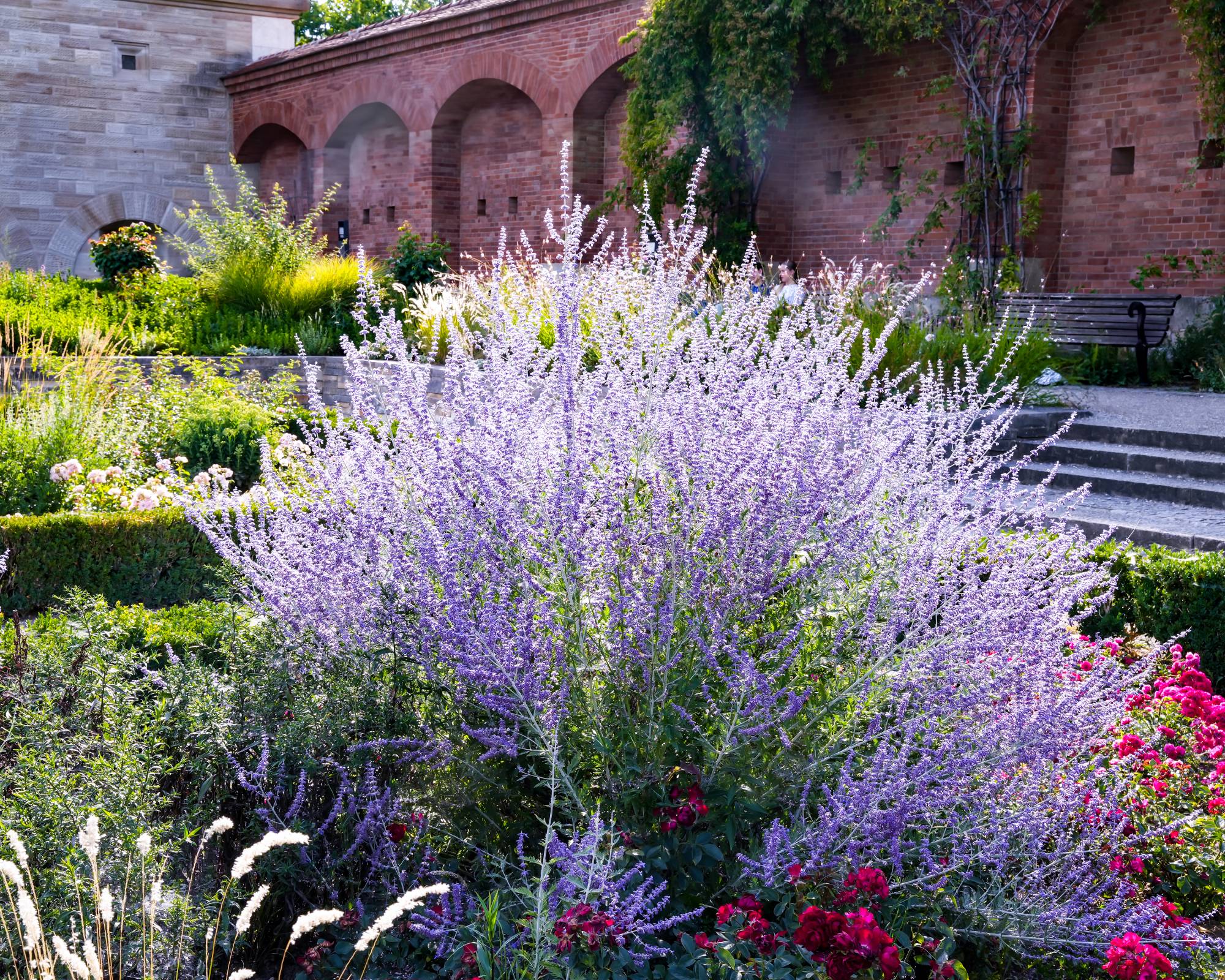 Russian sage that needs to be pruned