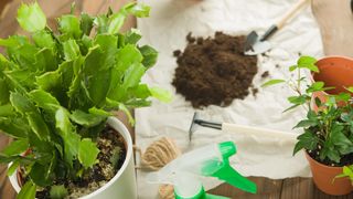 Transplanting a Christmas Cactus