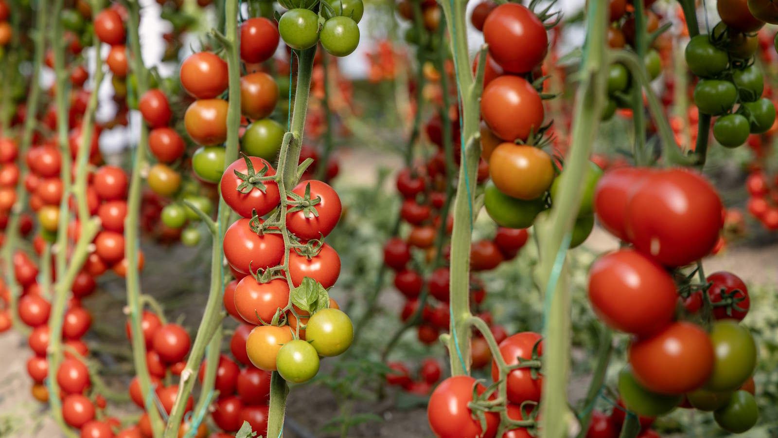 Ever Tried Growing Tomatoes Upside Down? It Sounds Unconventional, But This Budget-Friendly Buy Means You Can Grow More in a Small Space