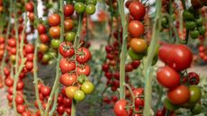 A large number of red tomatoes growing on tomato plants in a greenhouse