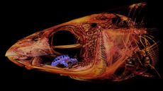 A tongue-eating louse, or isopod (purple) became this fish's living tongue.