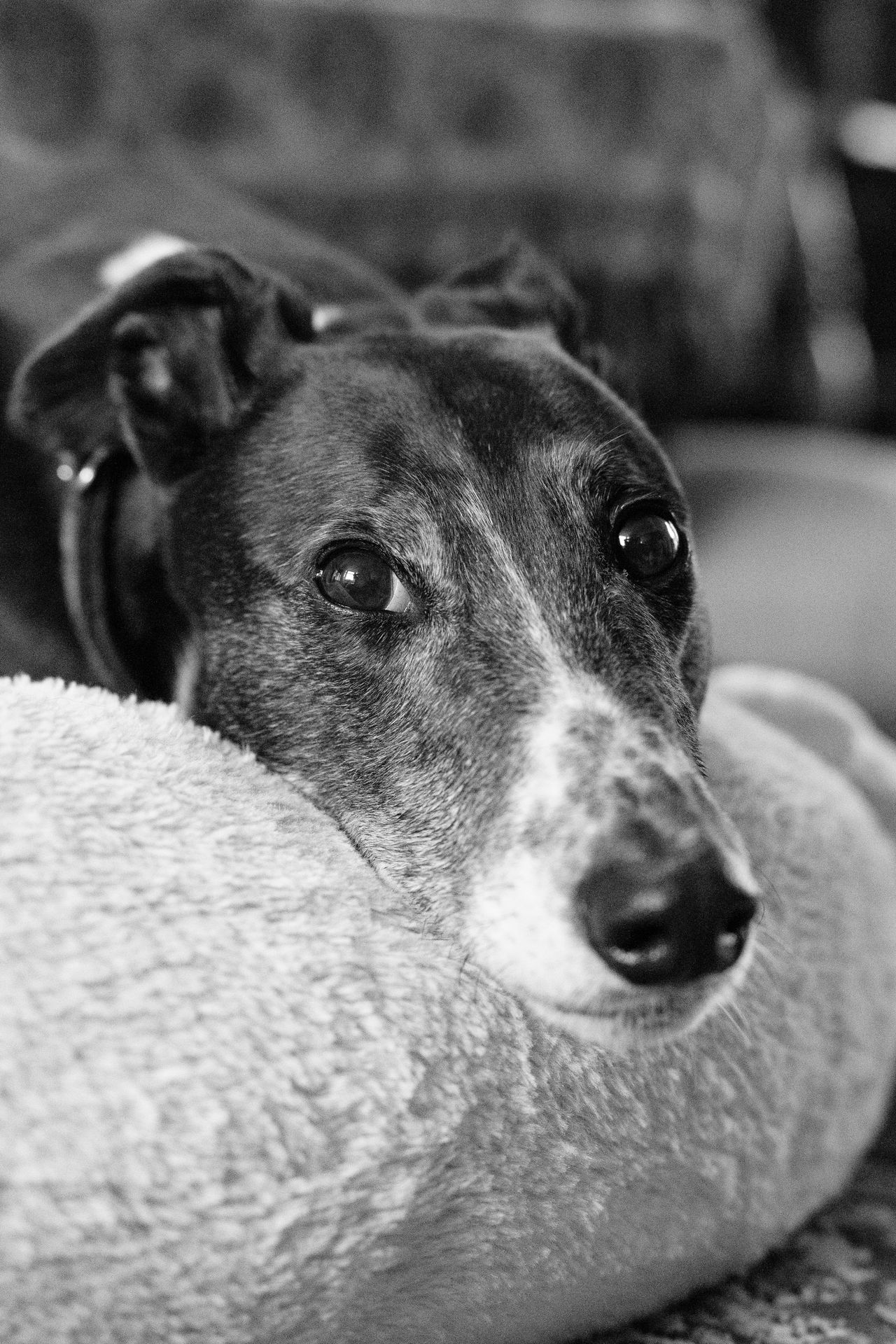 A portrait of a greyhound in black and white