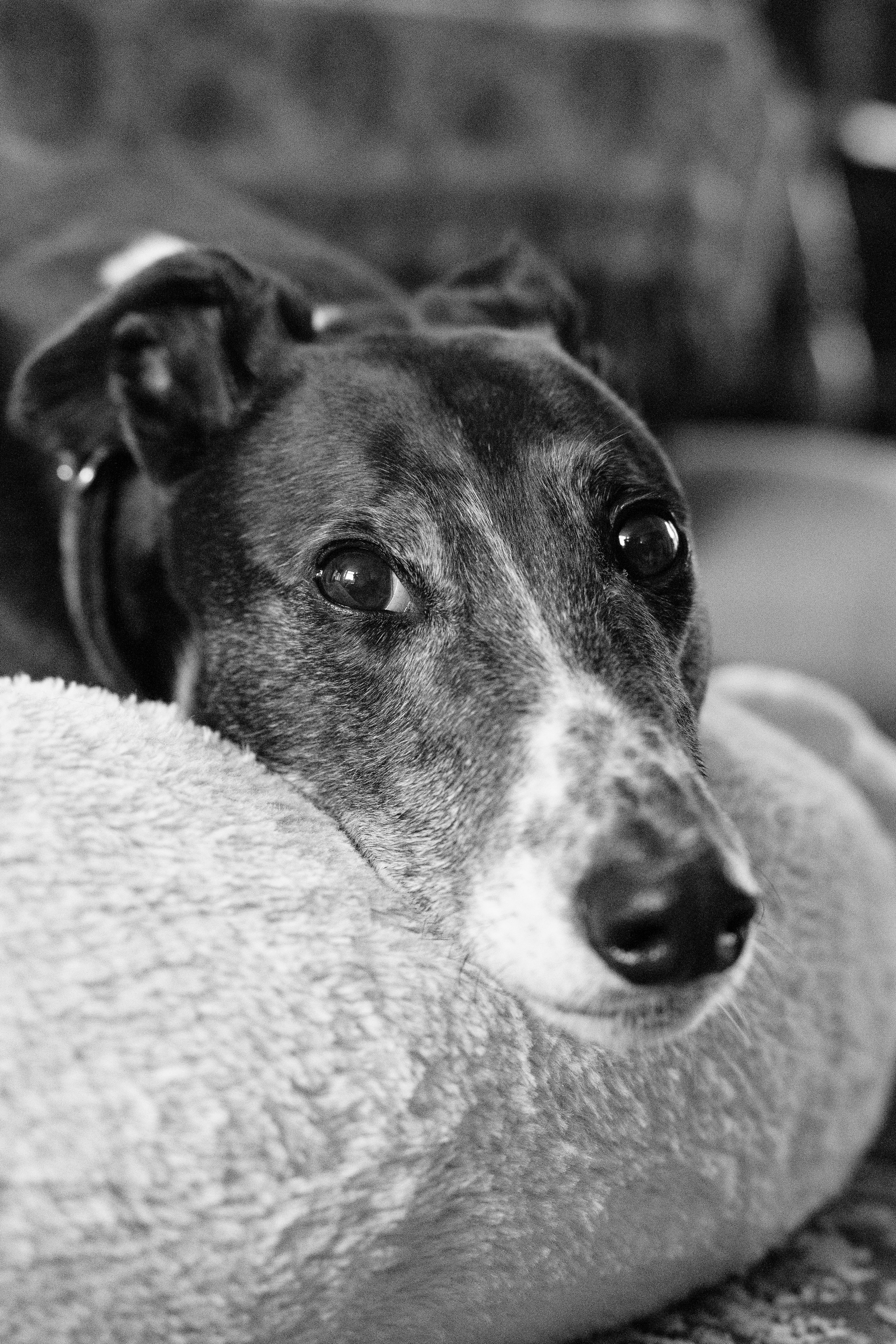 A portrait of a greyhound in black and white