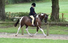 HOP GARDEN PLAYBOY, exhibited by Abbie Kirkbride winner of the Mr & Mrs A Colosso Skewbald & Piebald Junior Championship during The Longines Royal International Horse Show (CSIO 5*) held at The All England Jumping Course at Hickstead in West Sussex in the UK between 25 - 30th July 2017