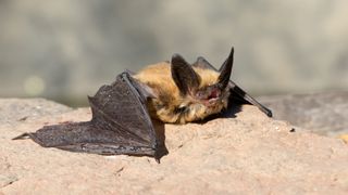 Townsend's big-eared bat