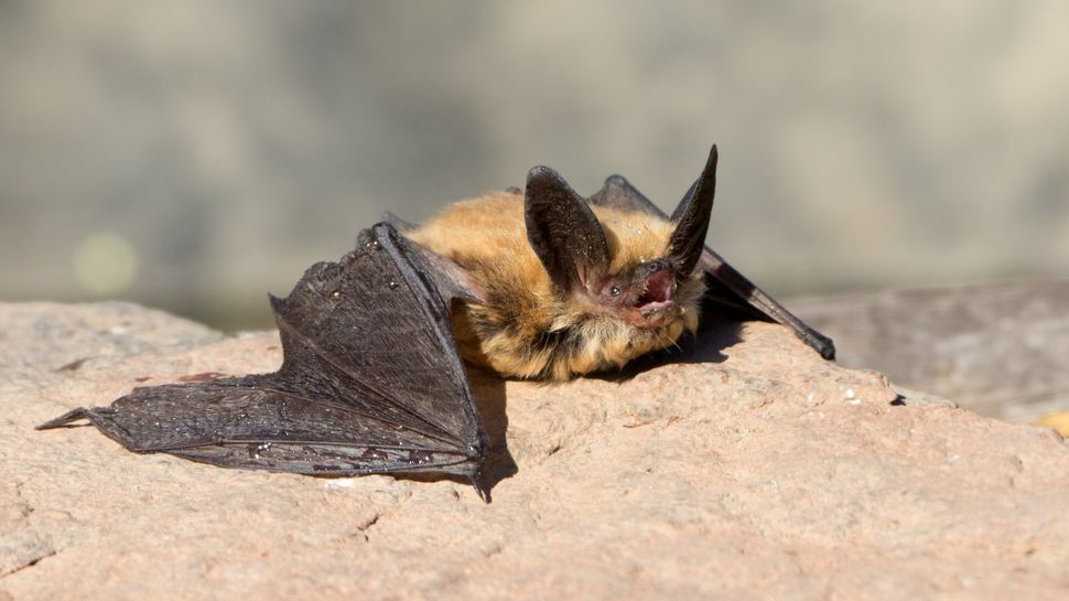 Bats are awesome and here’s what to do if you encounter one Advnture