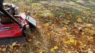 Lawn mower mulching leaves on a field with leaves.