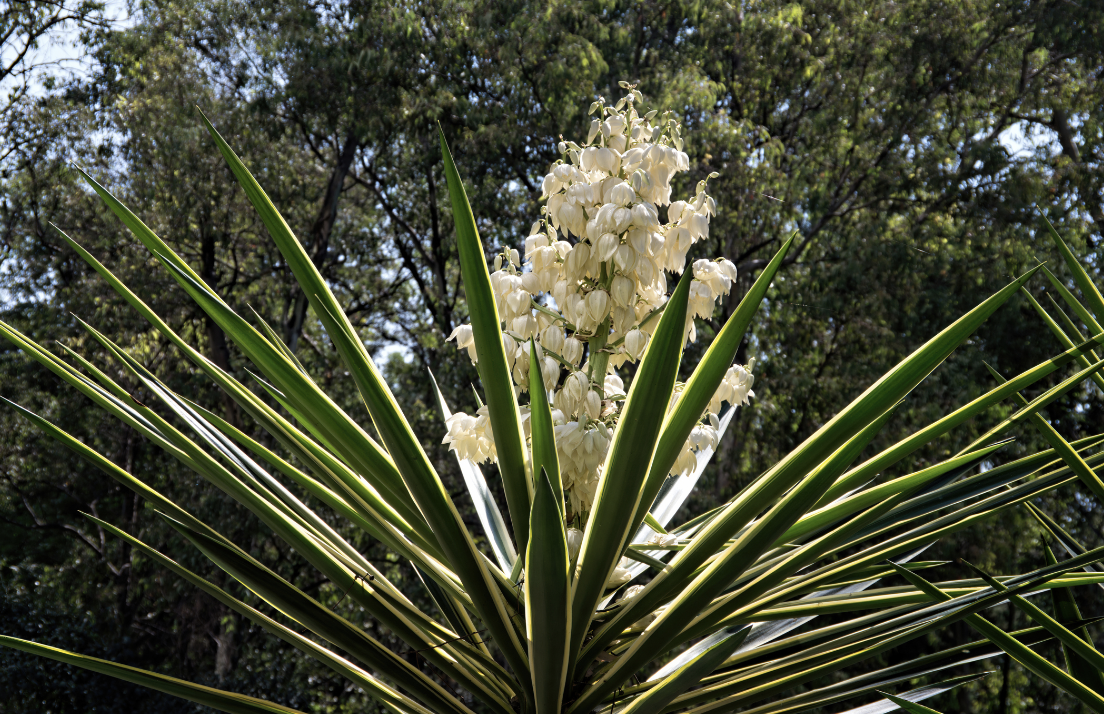 A blooming yucca