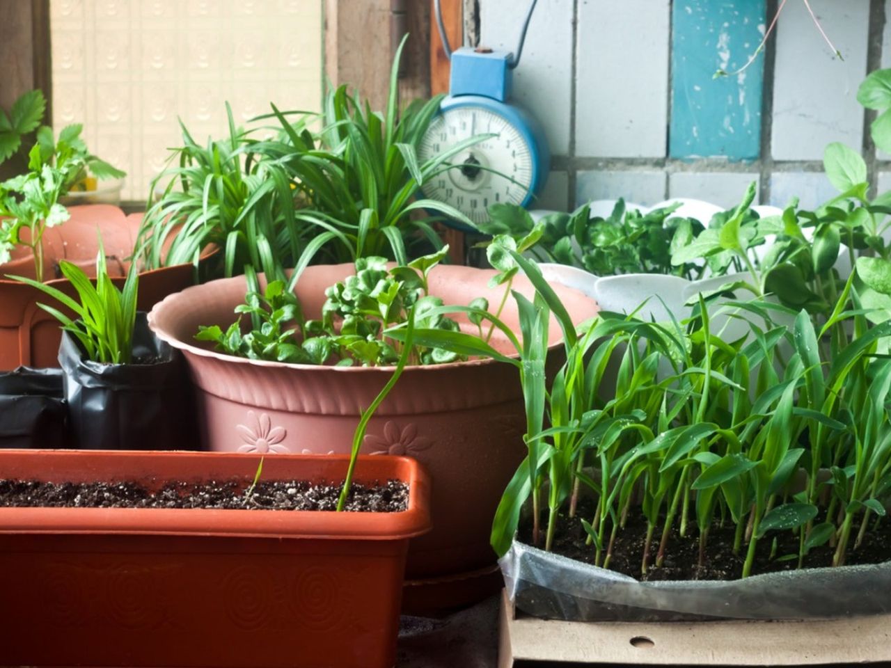 Multiple Containers Of Potted Veggies