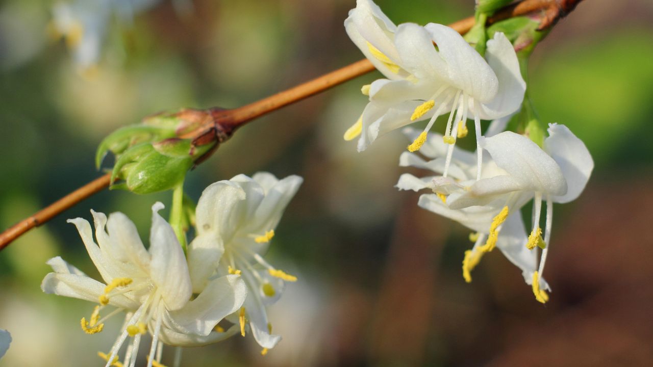 Fill your garden with scent