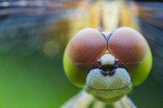 Close-up on a dragonfly's head.