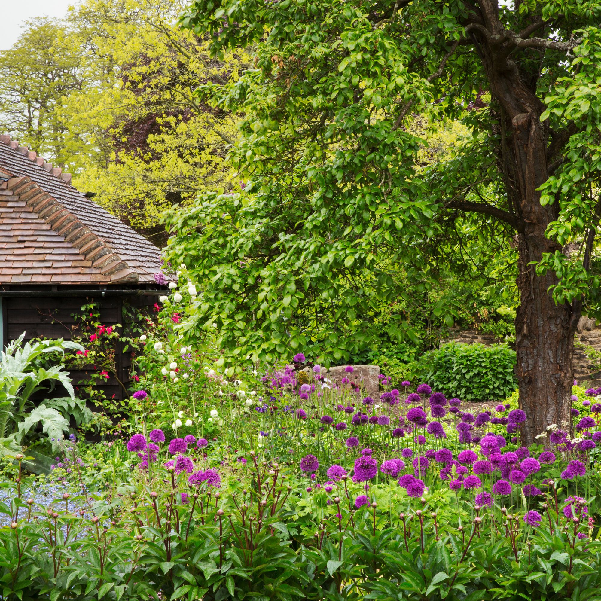 View of garden with tree and bed of purple flowers, cottage in background. 