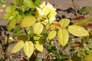 Yellow hybrid rose with chlorosis – leaves turning yellow