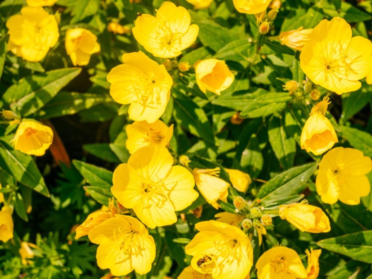 Yellow Evening Primrose Wildflowers