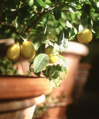 lemon tree growing in a terracotta pot
