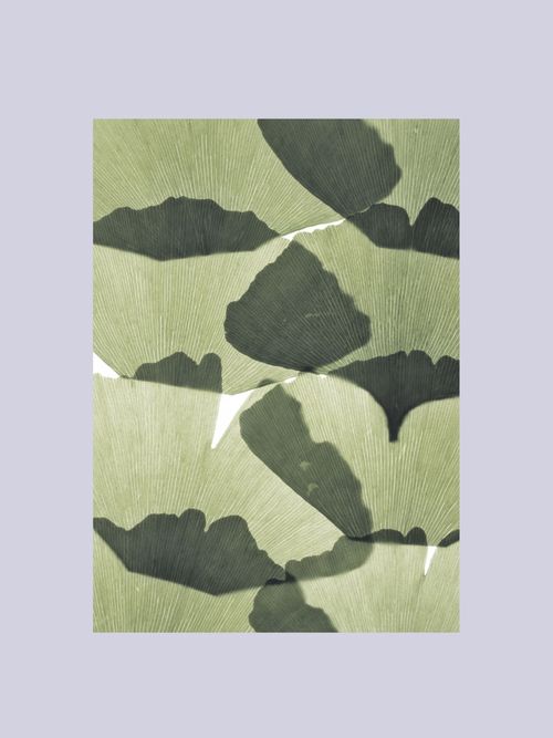 Ginkgo Leaves Poster