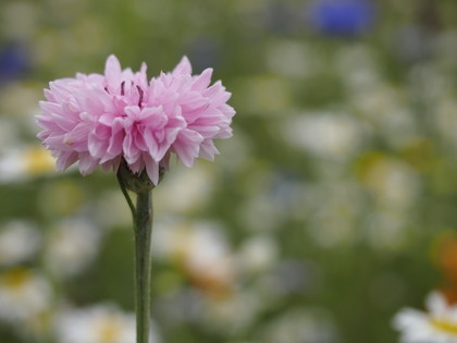 Pink flower