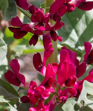 how to grow broad beans: Crimson Flowered