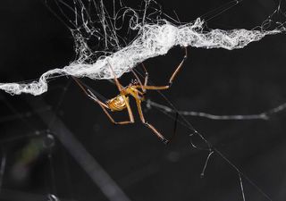 A male spider destroying a female's web.