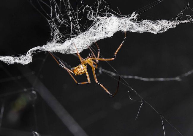 A male spider destroying a female&#039;s web.