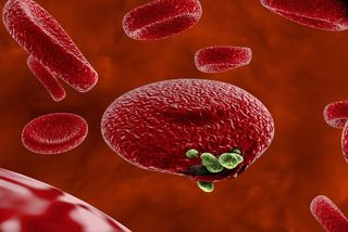 A red blood cell is infected with malaria parasites in the genus Plasmodium.