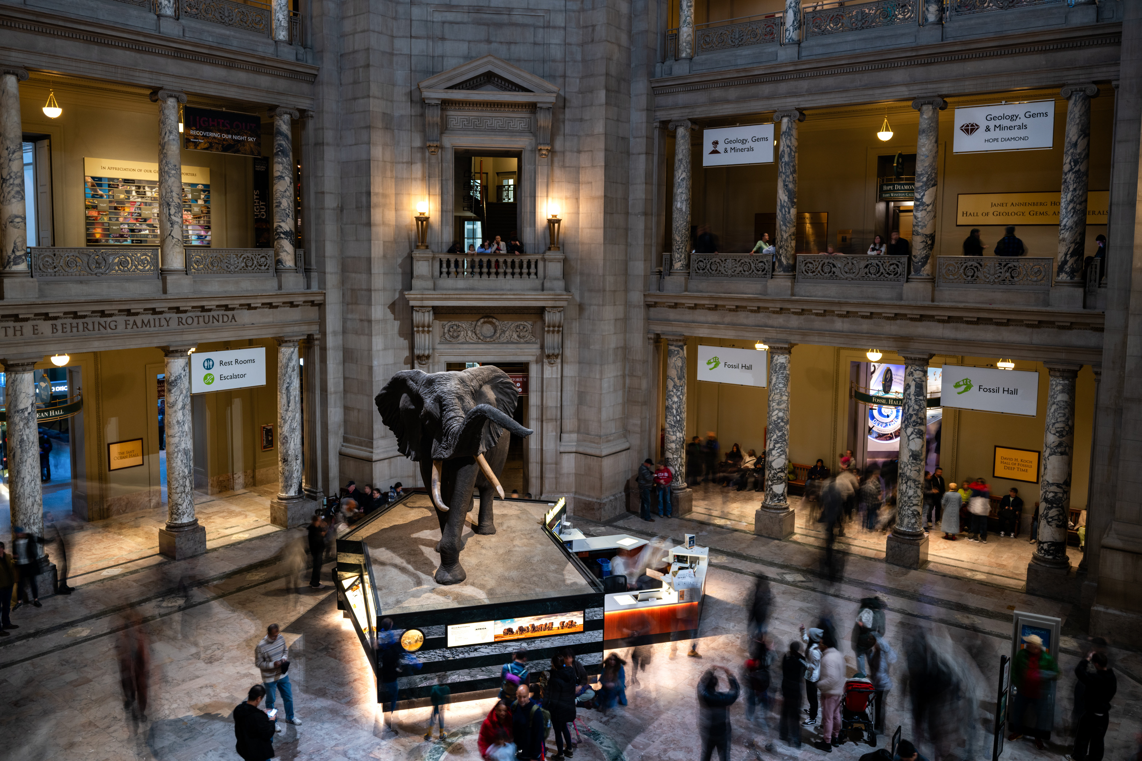 Visitors look at an elephant statue at the Smithsonian Institute's National Museum of Natural History