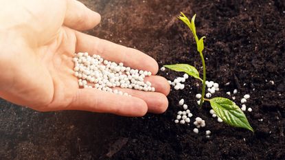 A hand sprinkling granular fertilizer around a young plant