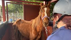 Thoroughbred mare Harmonia in a severely emaciated condition