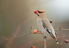 Bohemian waxwing (Bombycilla garrulous) perching on a dogrose and eating a red rose hip.