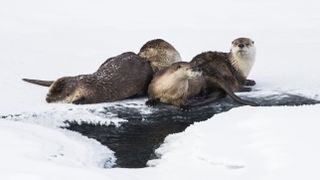 Three American river otters on icy lake