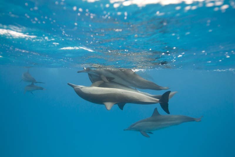 Deep Divers: A Gallery of Dolphins | Live Science