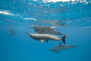 mating spinner dolphins