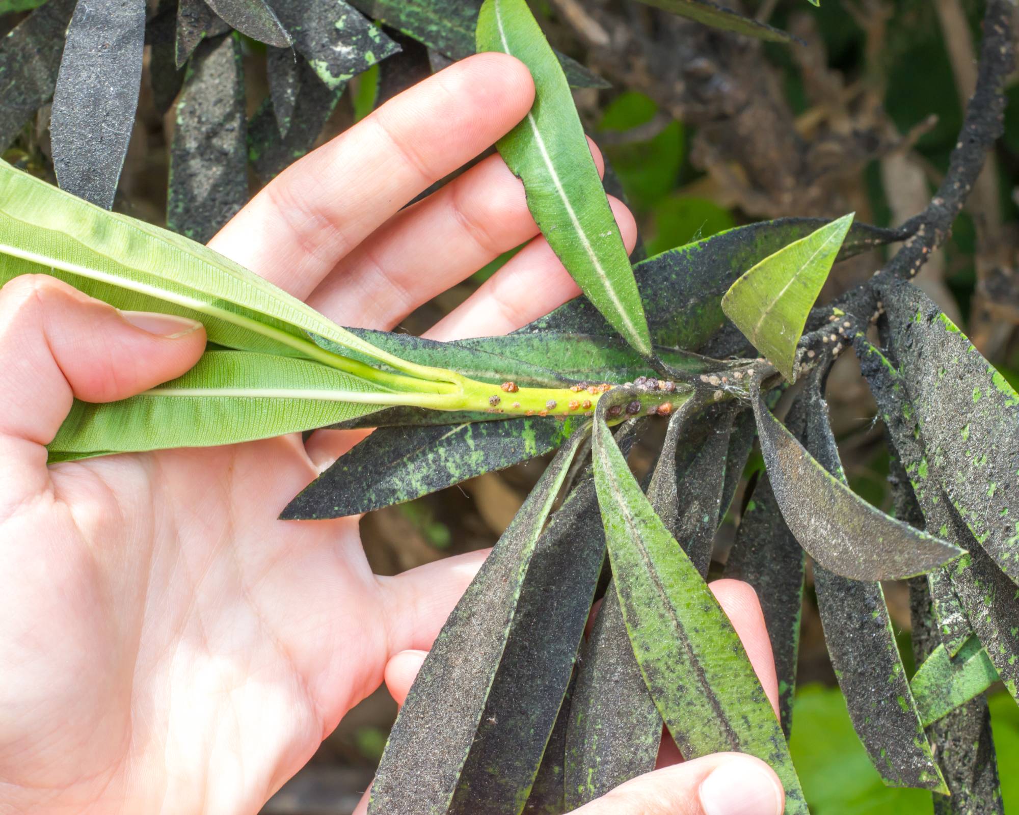 Scale insects and sooty mold damage on plant