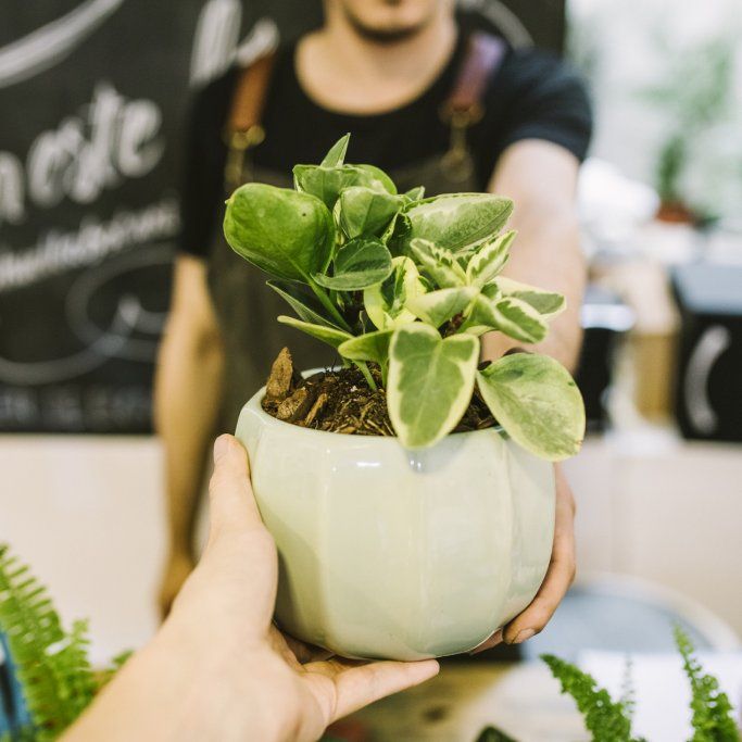 How To Find Cheap House Plants | Gardening Know How