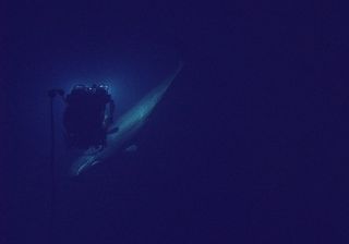 A sperm whales swims next to the ROV Hercules.