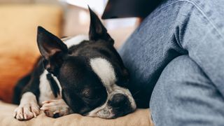 Boston terrier sleeping next to owner