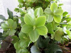 Small Green Flowers